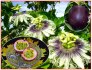 Passiflora edulis - semena