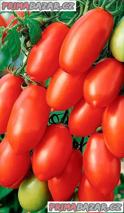 Rajče San Marzano Gigante 3 - semena – fotografie 1