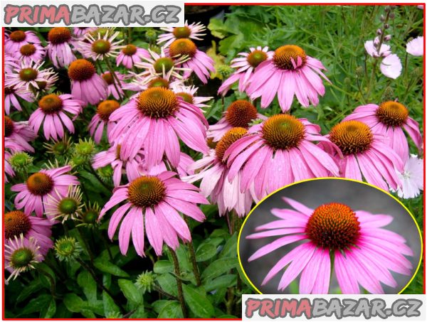 Echinacea Purpurea - Třapatka nachová - semena – fotografie 1
