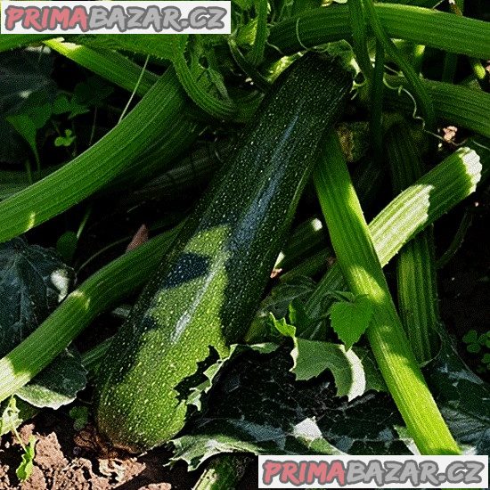 Cuketa Jigonal - semena – fotografie 1