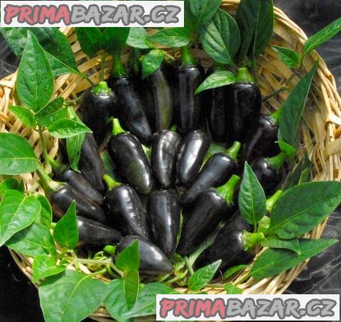 Chilli Black Hungarian - semena – fotografie 1
