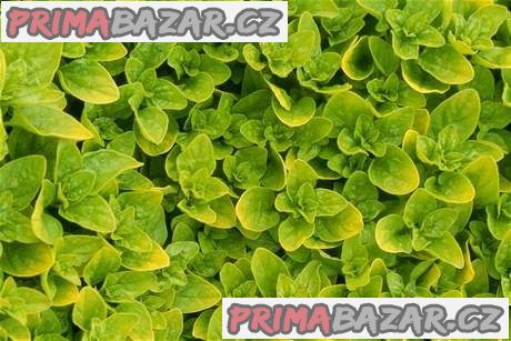 Majoránka zahradní - semena – fotografie 1
