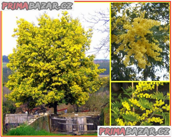 Acacia dealbata  - semena – fotografie 1