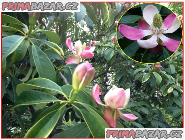 Manglietia Insignis - semena – fotografie 1