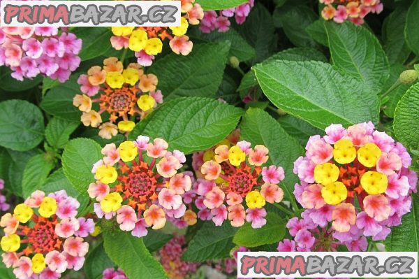 Lantana camara - Libora proměnlivá - semena – fotografie 1