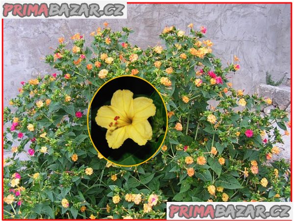 Mirabilis Jalapa Nocenka žlutá - semena – fotografie 1