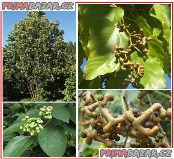 Hovenia Dulcis - Dužistopka sladká - semena – fotografie 1