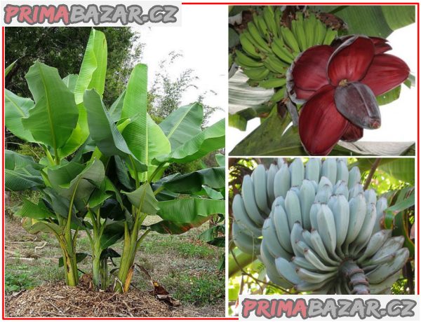 Banánovník Musa balbisiana var. balbisiana - semena – fotografie 1