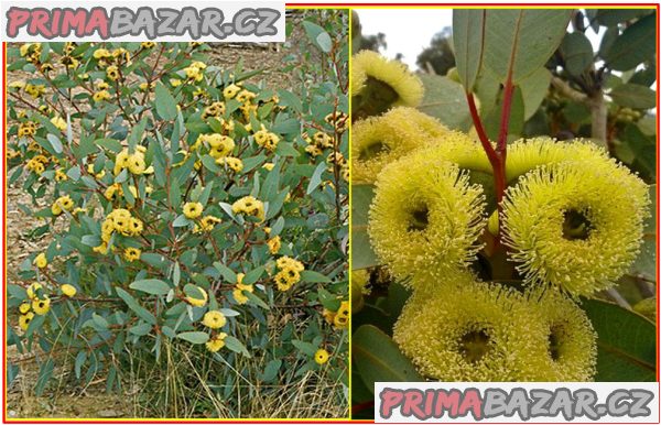 Eucalyptus preissiana - SEMENA – fotografie 1