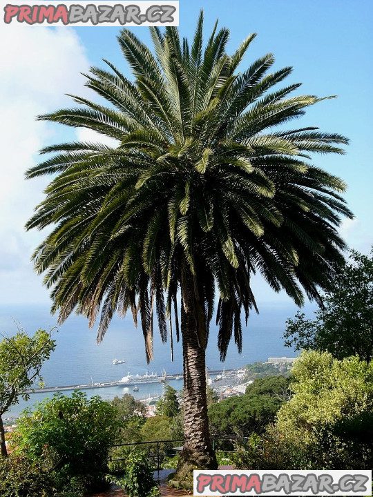 naklíčená semena palma Phoenix canariensis – fotografie 1
