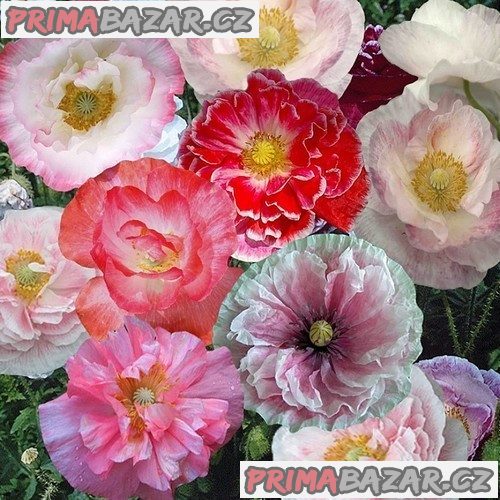 Mák vlčí - Angels Choir Mixed / Dawn Chorus - semena – fotografie 1