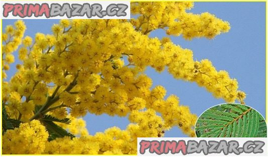 Acacia Decurrens - semena – fotografie 1