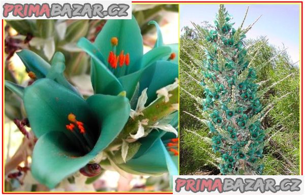 Puya Berteroniana - semena – fotografie 1