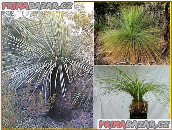 Trávový strom Xanthorrhoea Australis - semena – fotografie 1