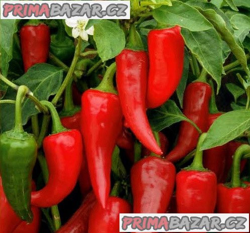 Paprika Sakura - semena – fotografie 1