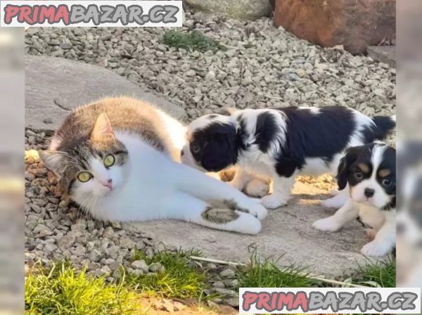 Kupte si štěňata Kavalír King Charles Spaniel – fotografie 1
