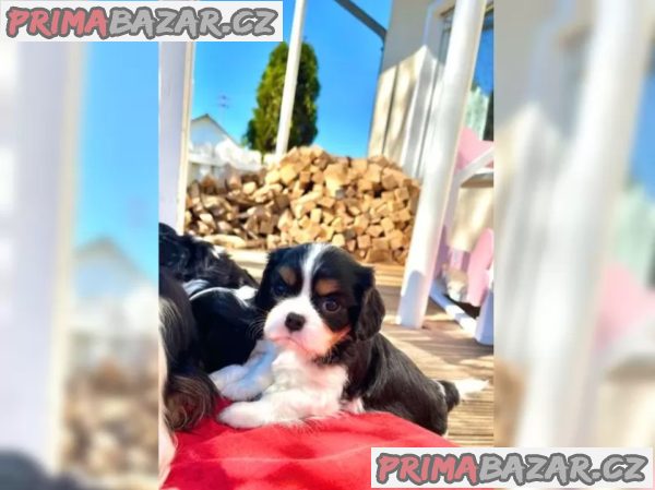 Kupte si štěňata Kavalír King Charles Spaniel – fotografie 2