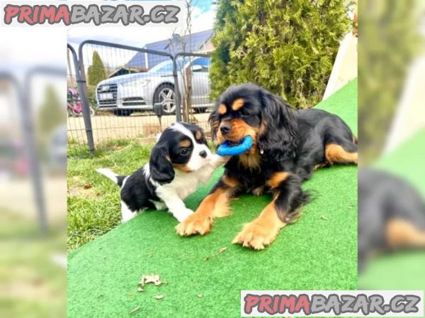 Kupte si štěňata Kavalír King Charles Spaniel – fotografie 3