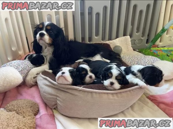 Kupte si štěňata Kavalír King Charles Spaniel – fotografie 4