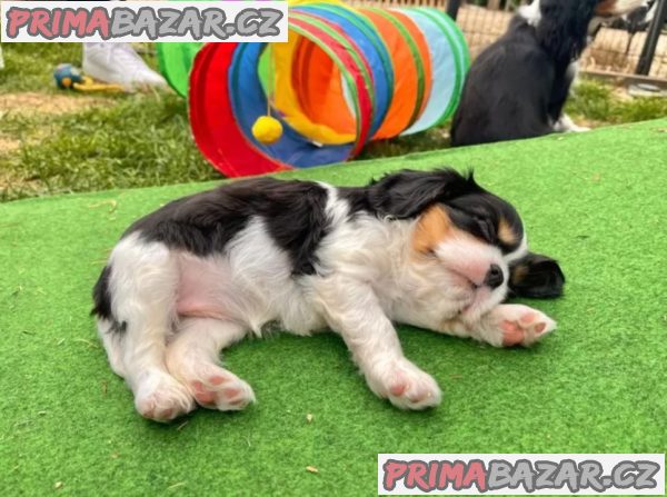 Kupte si štěňata Kavalír King Charles Spaniel – fotografie 5