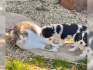 Kupte si štěňata Kavalír King Charles Spaniel