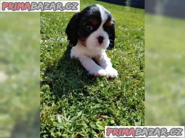 Kavalír King Charles španěl s PP – fotografie 3