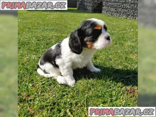 Kavalír King Charles španěl s PP – fotografie 4