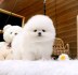 Krásný čajový pohár Pomeranian štěňata na prodej
