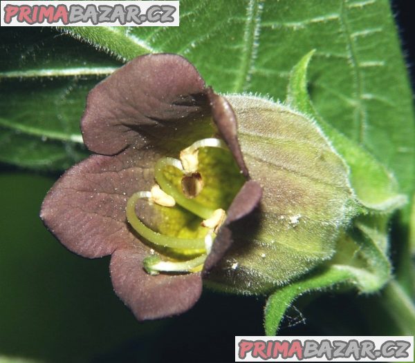Atropa Bella-Donna - Rulík zlomocný - semena – fotografie 1