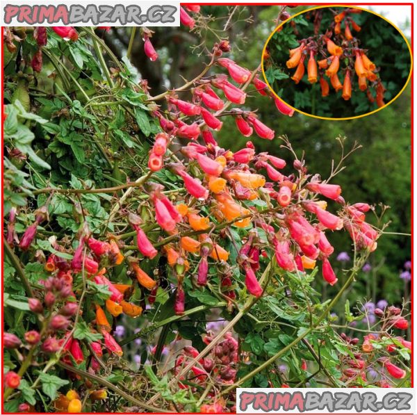 Eccremocarpus Scaber Mix barev - Úponatka - semena – fotografie 1