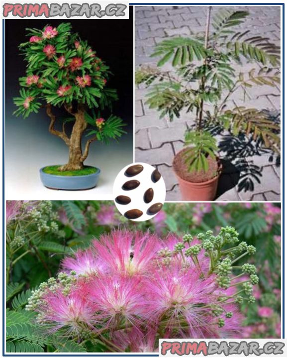 Albizia Julibrisin Mrazuvzdorná Mimóza - semena – fotografie 1