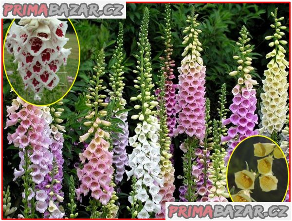 Digitalis Grandiflora - Náprstník směs barev - semena – fotografie 1