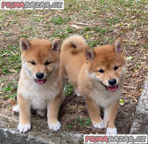 Shiba-Inu štěňata na prodej – fotografie 1