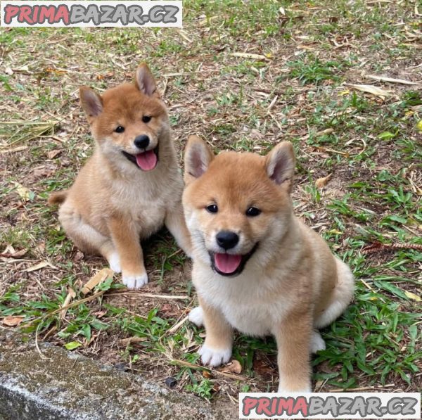 Shiba-Inu štěňata na prodej – fotografie 2