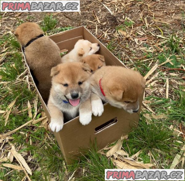 Shiba-Inu štěňata na prodej – fotografie 3