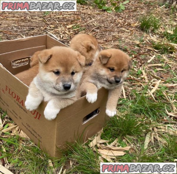 Shiba-Inu štěňata na prodej – fotografie 4