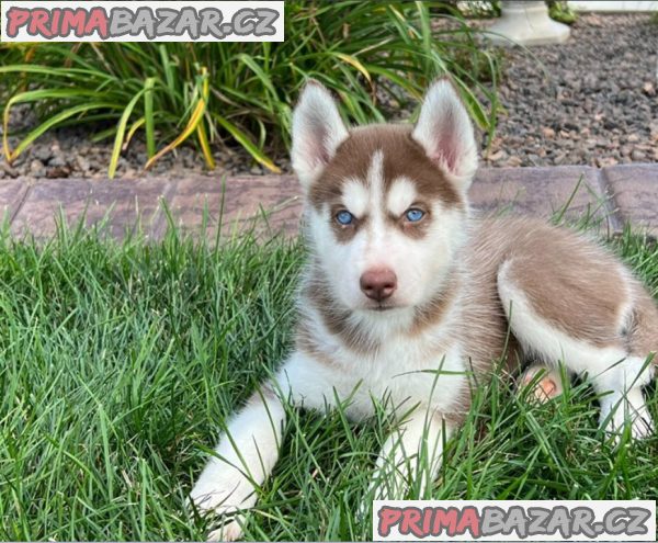 Prodám Krásná štěňátka Sibiřský husky s PP – fotografie 2