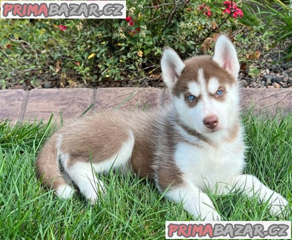 Prodám Krásná štěňátka Sibiřský husky s PP – fotografie 3