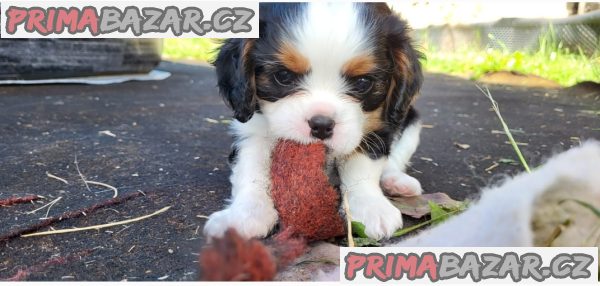 Cavalier King Charles Spaniel – fotografie 2