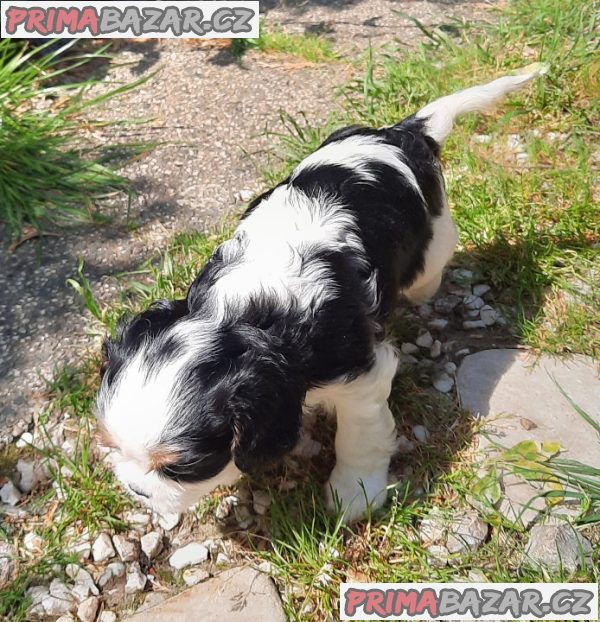 Cavalier King Charles Spaniel – fotografie 3