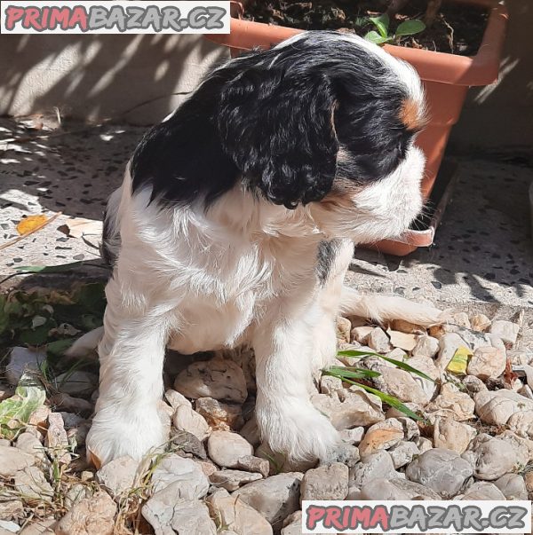 Cavalier King Charles Spaniel – fotografie 4