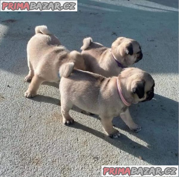 Mops na prodej s PP – fotografie 1