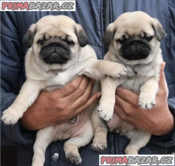 Mops na prodej s PP – fotografie 3