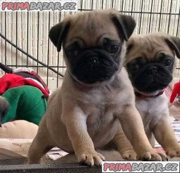 Mops na prodej s PP – fotografie 5
