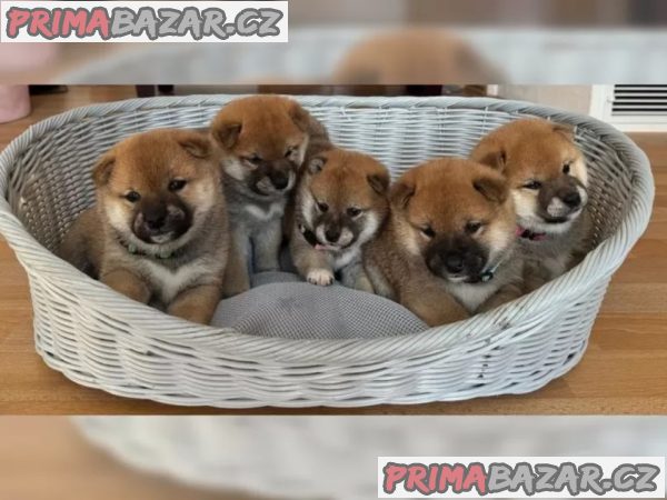Shiba Inu štěňata s doklady – fotografie 1