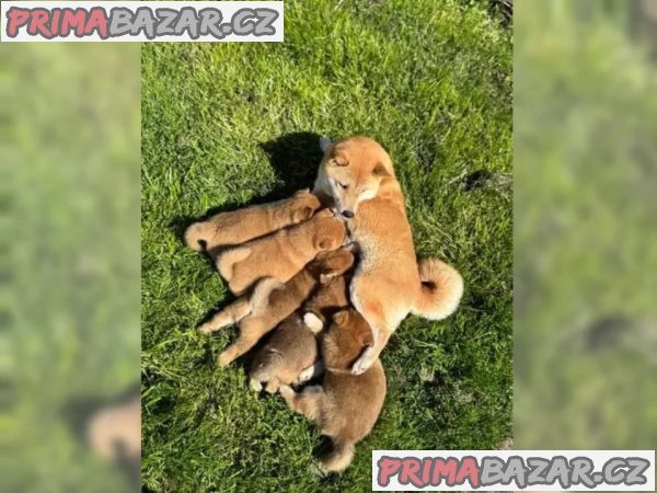 Shiba Inu štěňata s doklady – fotografie 2