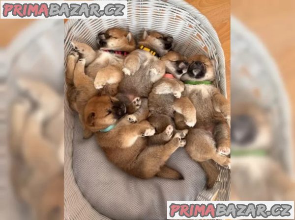 Shiba Inu štěňata s doklady – fotografie 3
