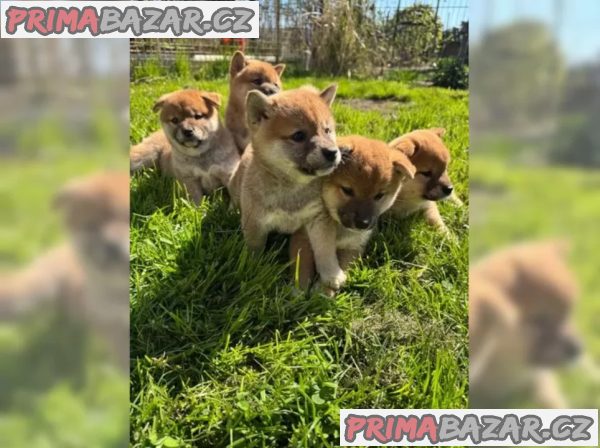 Shiba Inu štěňata s doklady – fotografie 4