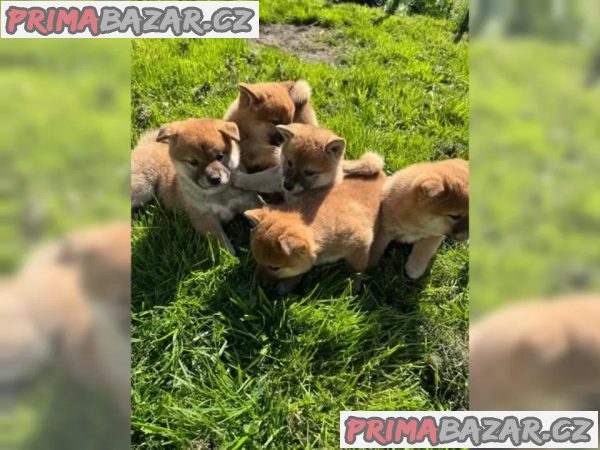 Shiba Inu štěňata s doklady – fotografie 5