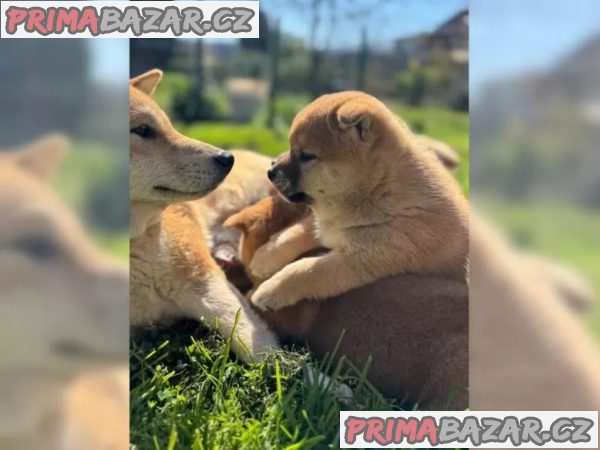 Shiba Inu štěňata s doklady – fotografie 6